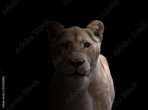 female lion  in dark background