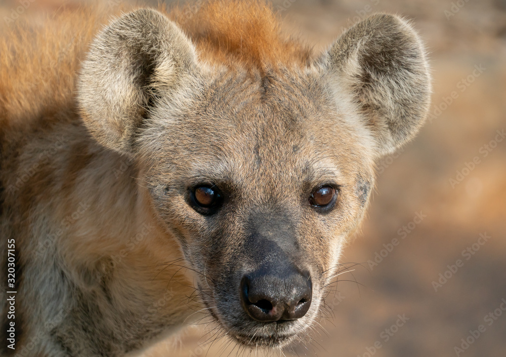 spotted hyena head close up spotted hyena head close up