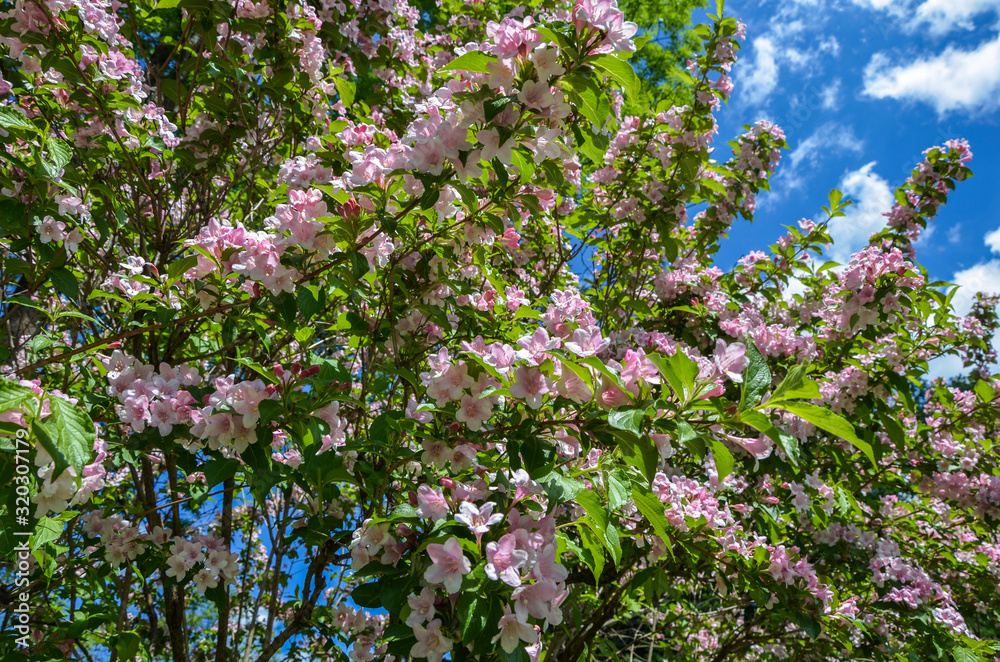 Spring flower Sakura, beautiful cherry blossom over the blue sky background in springtime.