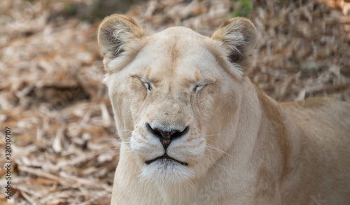 female african lion