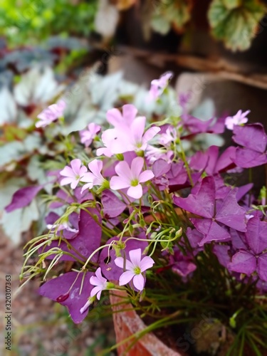 pink flowers in the garden