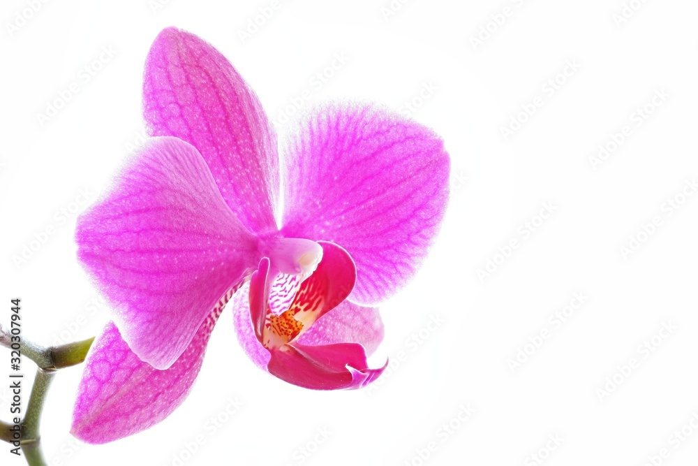 Fototapeta premium pink phalaenopsis orchid isolated on white background