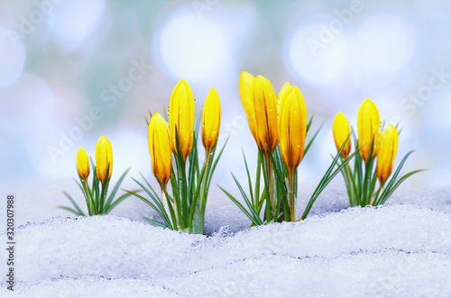 Crocus in the snow, spring yellow flower on blur background. Close up with selective focus. Beautifull early spring flower coming out from real snow. Delicate flowers for women's day. Beautiful bokeh © Peter