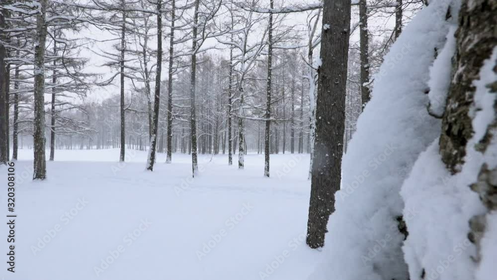 Slow motion of snow falling in the forest Slow motion of snow falling in the forest