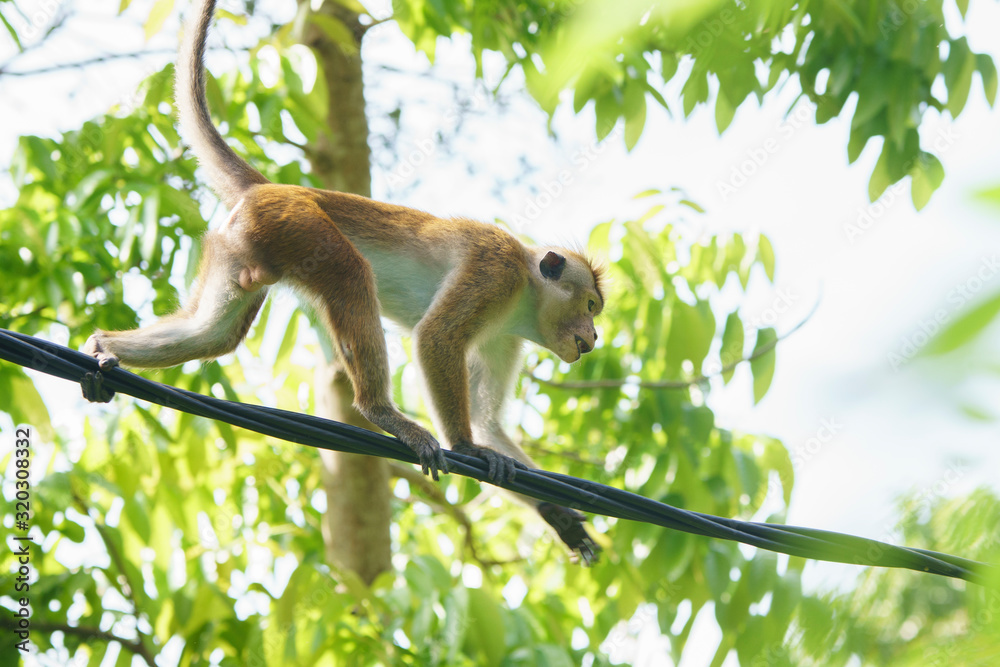 Fototapeta premium Ginger Monkey Climbs on Wire