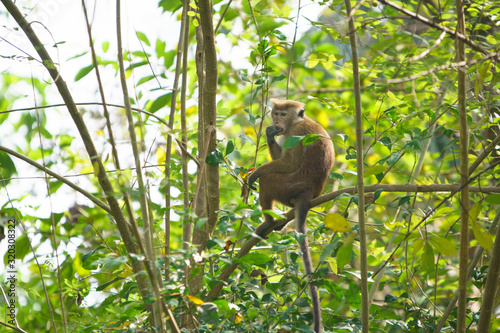 Toque Macaque Eating On A Tree photo