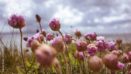 Thrift  Sea-pink  Armeria maritima  flowers growing on cliffs on the east coast of Ireland.