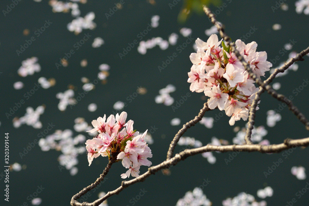 桜の木と水面に浮かぶ桜の花びらを撮影しました Photograph Of Cherry Tree And Cherry Blossom Petals Floating On The Water Surface Stock Photo Adobe Stock