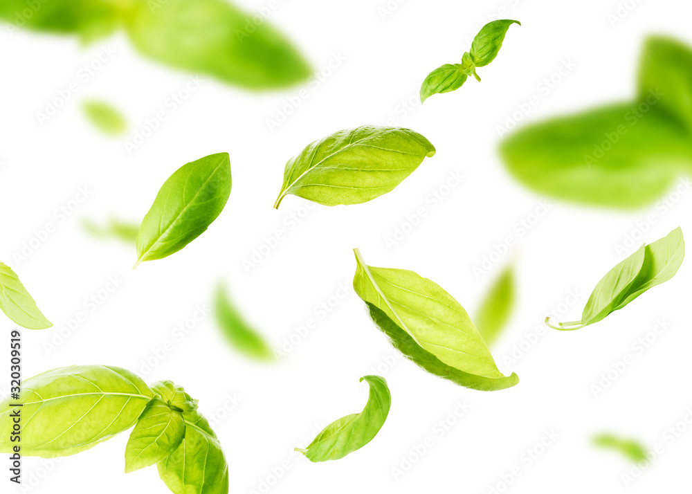 Vividly flying in the air green basil leaves isolated on white background Vividly flying in the air green basil leaves isolated on white background