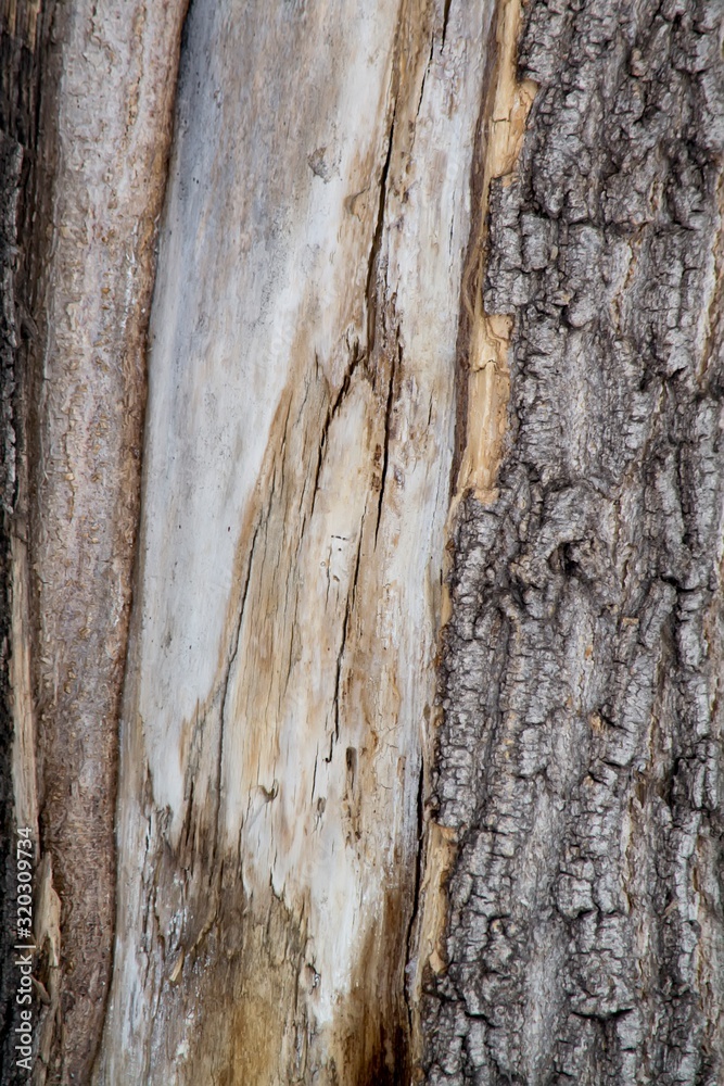 Old maple wood texture closeup Old maple wood texture closeup