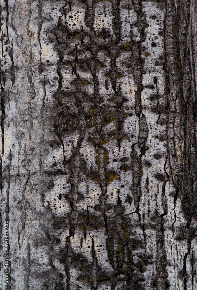 Obraz premium Texture of aspen in winter closeup