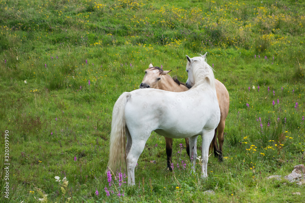 Two beautiful horses frolicking in a field with wild flowers in the west of Ireland.