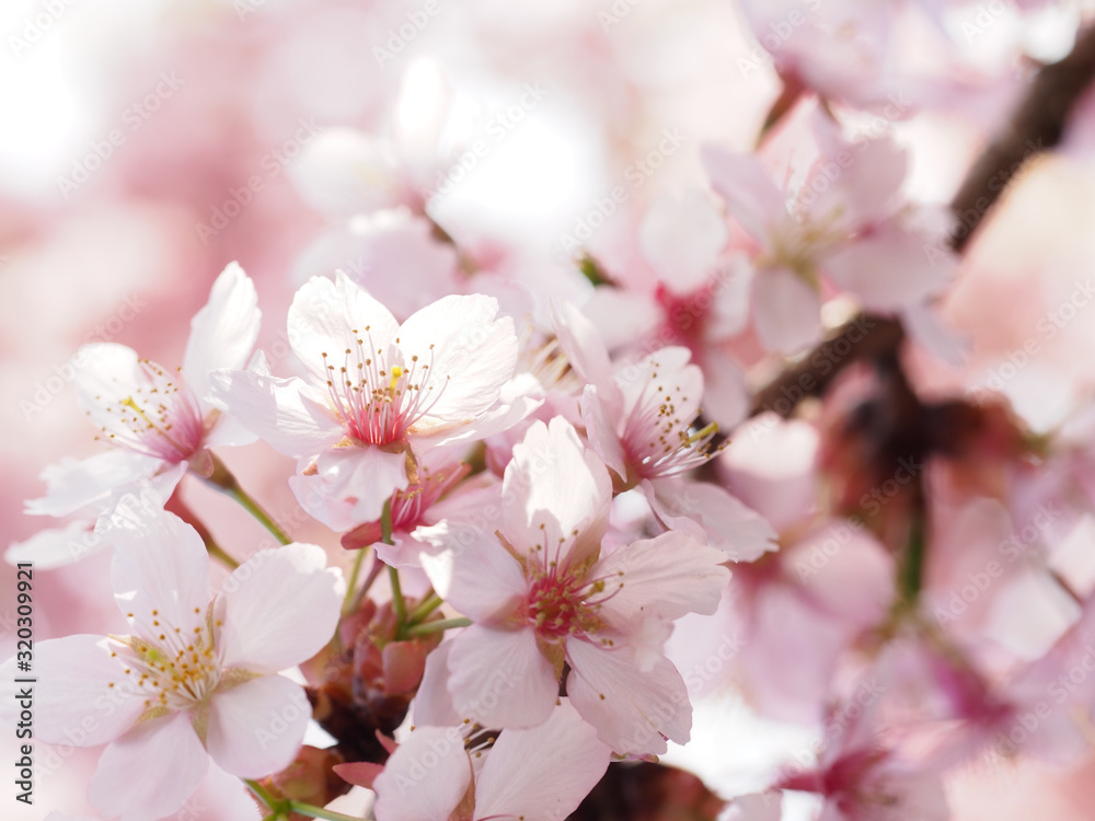 満開の大寒桜の咲く日本の春の風景