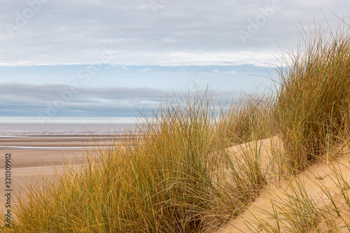 Marram grass on the sand dunes, at Formby, Merseyside