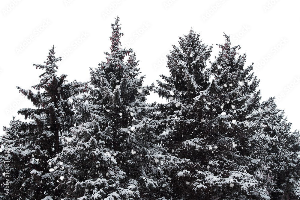 Winter Forest and Snow, Fir Trees and snowfall isolated on white Background Winter Forest and Snow, Fir Trees and snowfall isolated on white Background