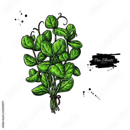 Pea shoots bunch vector. Vegetable illustration of baby plant with leaves.