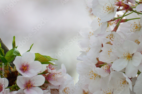 後方をぼかして、前方の桜を撮影しました。 I blurred behind and photographed the cherry blossoms in front. photo