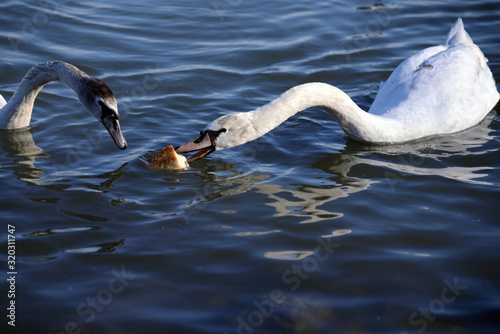 Canvas Print Two swans are scrambling around a piece of bread