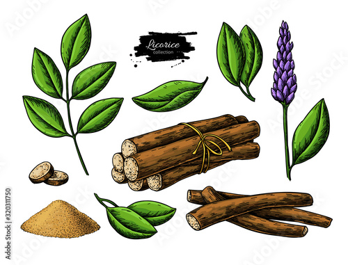 Licorice vector drawing. Bunch of roots, plants, branch with flower and leaves. photo
