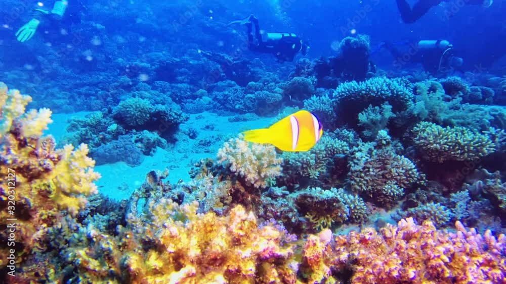 Cute yellow fish swimming in front of camera. Cute yellow fish swimming in front of camera.