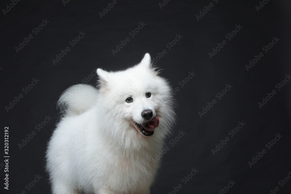 The samoyed dog makes a variety of naughty and lovely, happy and sad expressions. It is people's favorite pet, dog portrait combination series on a gray and white background The samoyed dog makes a variety of naughty and lovely, happy and sad expressions. It is people's favorite pet, dog portrait combination series on a gray and white background