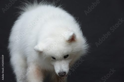 The samoyed dog makes a variety of naughty and lovely, happy and sad expressions. It is people's favorite pet, dog portrait combination series on a gray and white background