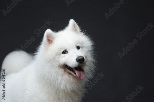 The samoyed dog makes a variety of naughty and lovely, happy and sad expressions. It is people's favorite pet, dog portrait combination series on a gray and white background