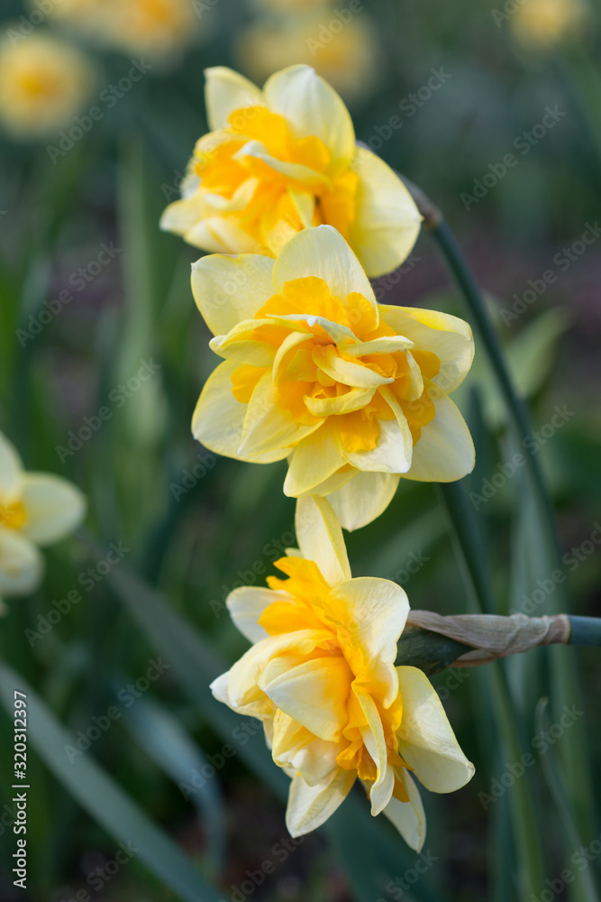 Obraz premium Yellow daffodils bloom in spring in the garden