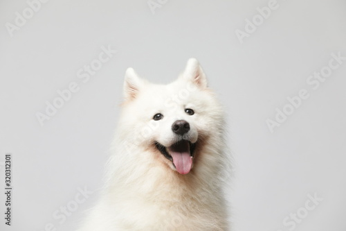 The samoyed dog makes a variety of naughty and lovely, happy and sad expressions. It is people's favorite pet, dog portrait combination series on a gray and white background photo