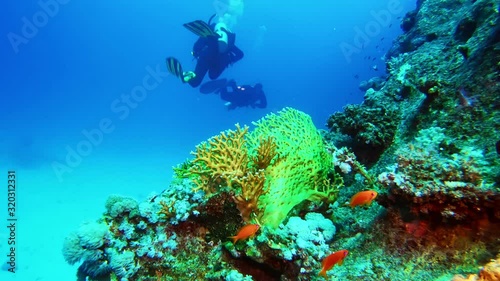 Wallpaper Mural Scuba divers swimming past vibrant coral reef wild life. Torontodigital.ca