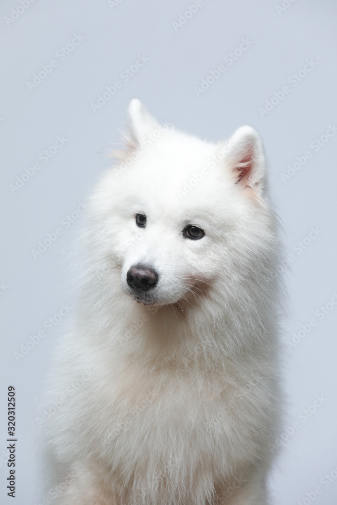 The samoyed dog makes a variety of naughty and lovely, happy and sad expressions. It is people's favorite pet, dog portrait combination series on a gray and white background