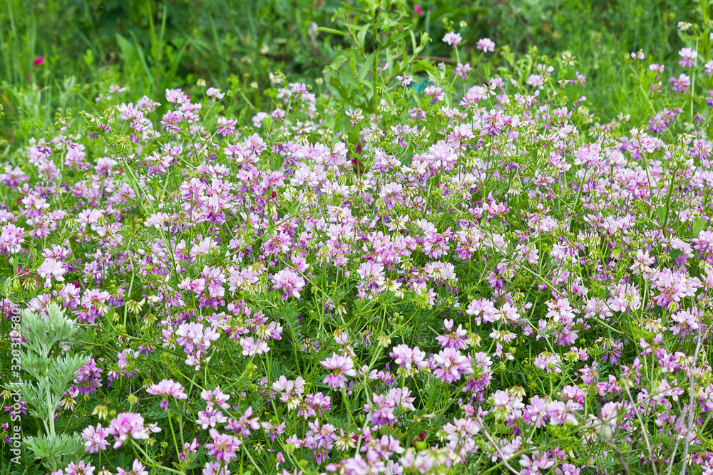 summer blooming meadow with pink coronilla flowers