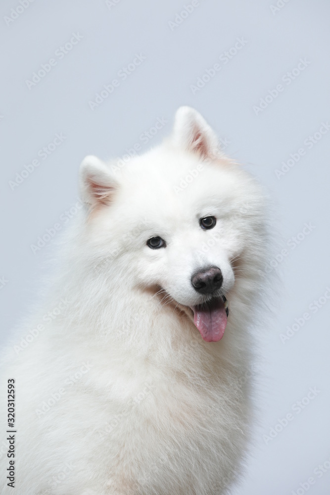 The samoyed dog makes a variety of naughty and lovely, happy and sad expressions. It is people's favorite pet, dog portrait combination series on a gray and white background The samoyed dog makes a variety of naughty and lovely, happy and sad expressions. It is people's favorite pet, dog portrait combination series on a gray and white background