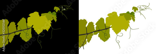 Vector illustration of vine leaves branch. Sarments, vine shoots, tendrils. Vineyard leaves. Color