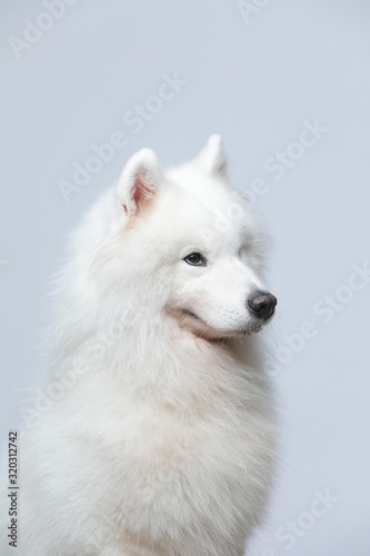 The samoyed dog makes a variety of naughty and lovely  happy and sad expressions. It is people s favorite pet  dog portrait combination series on a gray and white background