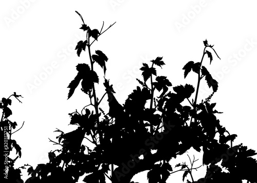Vector illustration of vine leaves branches. Sarments, vine shoots, tendrils.