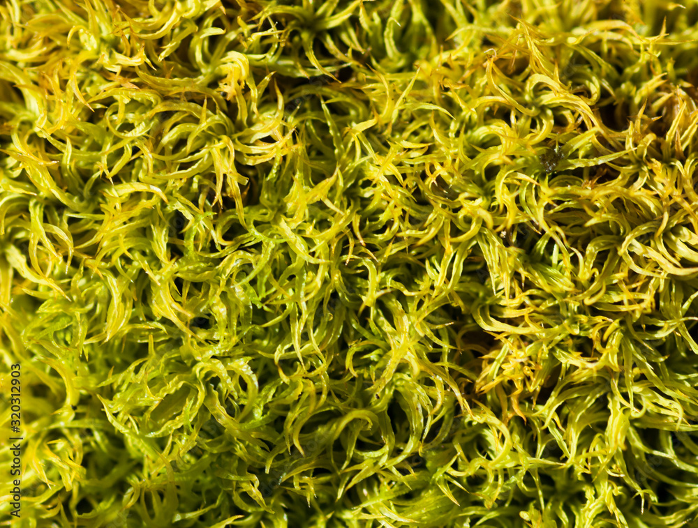 texture creata dal muschio fresco texture creata dal muschio fresco