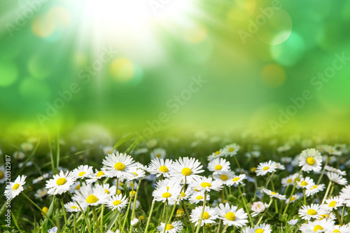 art abstract spring background with white daisies and sunrays