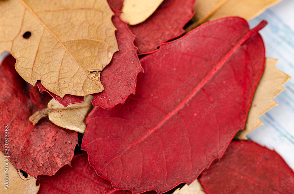Close-up image background, texture of dry autumn leaves in red and brown colors
