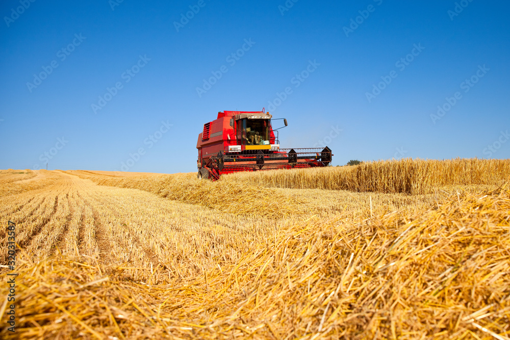 Obraz premium Moissonneuse rouge dans un champ de blé durant la moisson.