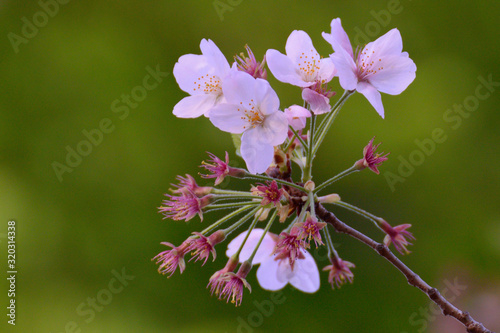 後方の緑をぼかして、前方の桜を撮影しました。 I shot the cherry blossoms in front, blurring the green behind. photo