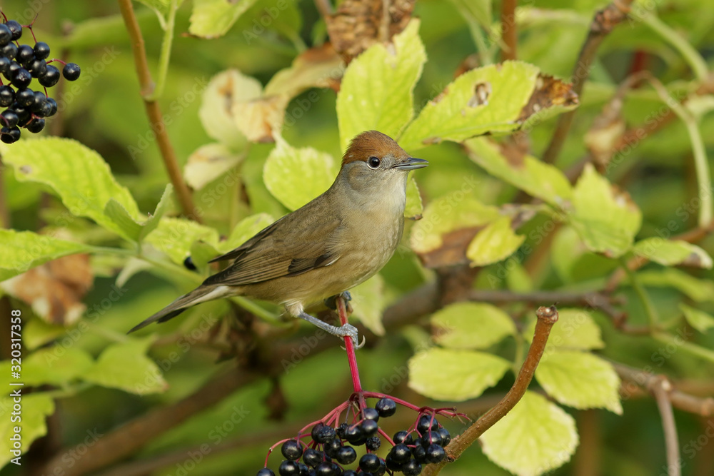 Fototapeta premium bird on a branch