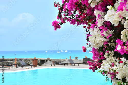 Bougainvillea in bright vivid pink and white colors, a swimming pool .and blue, turquois ocean, sea with white boats, yachts and thatched sun umbrellas, .beach umbrellas in Cape Verde, Cabo Verde..