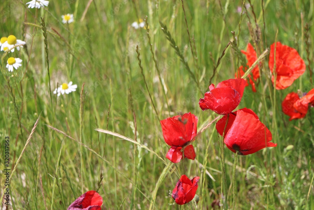 Fototapeta premium Red Poppy Flowers