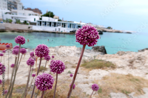 Beautiful blooming purple wild garlic flower on the Monopoli beach, Italy, Apulia region, Adriatic Sea