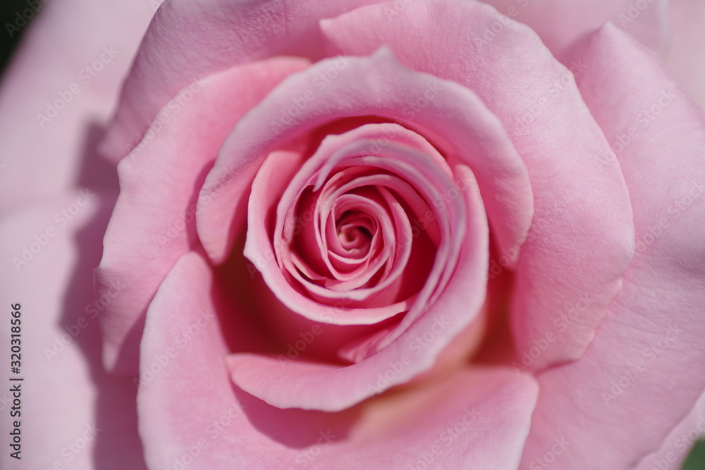 渦巻くバラの花 渦巻くバラの花