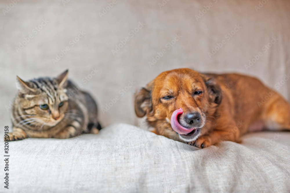 Cat and dog lie on a gray background. Photographed close-up.