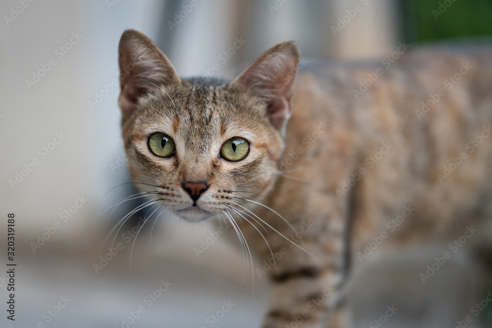A local Asian (Thai) cat during it looking to the camera. Animal eye focus photo.