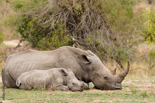 Mother and baby White Rhinoceros (Ceratotherium simum), resting in bush in South Africa