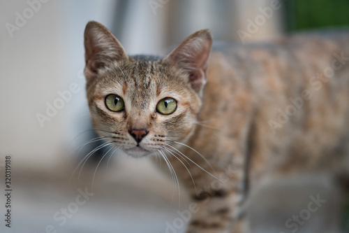 Fototapeta Naklejka Na Ścianę i Meble -  A local Asian (Thai) cat during it looking to the camera. Animal eye focus photo.